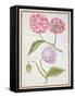 Peony and Double Poppy-Nicolas Robert-Framed Stretched Canvas