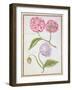 Peony and Double Poppy-Nicolas Robert-Framed Giclee Print