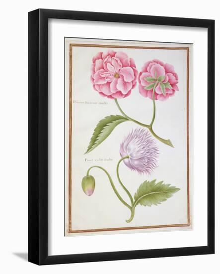 Peony and Double Poppy-Nicolas Robert-Framed Giclee Print