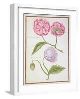 Peony and Double Poppy-Nicolas Robert-Framed Giclee Print