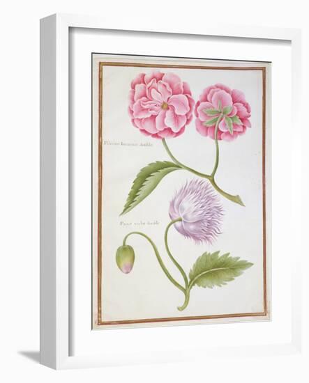 Peony and Double Poppy-Nicolas Robert-Framed Giclee Print