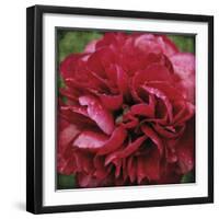 Peony Bloom-Pete Kelly-Framed Giclee Print