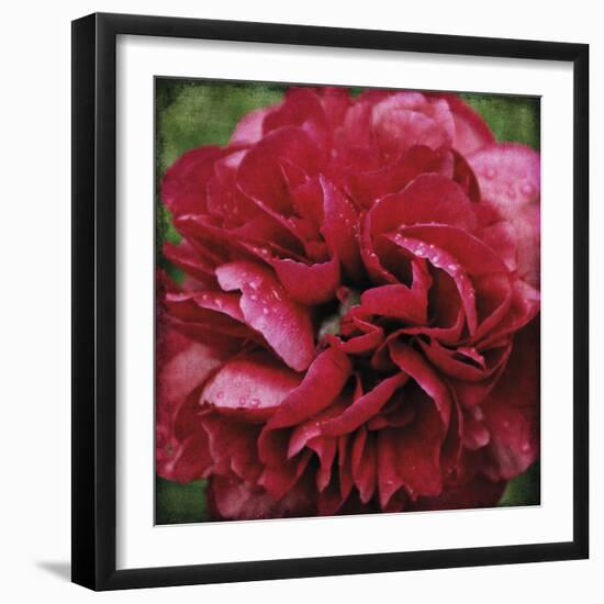 Peony Bloom-Pete Kelly-Framed Giclee Print