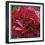 Peony Bloom-Pete Kelly-Framed Giclee Print