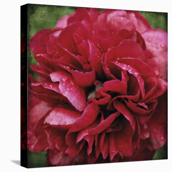 Peony Bloom-Pete Kelly-Stretched Canvas