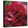 Peony Bloom-Pete Kelly-Stretched Canvas