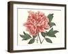 Peony Blush I-Curtis-Framed Art Print