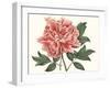 Peony Blush I-Curtis-Framed Art Print