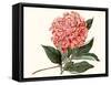 Peony Blush II-Curtis-Framed Stretched Canvas