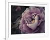 Peony Blush-Assaf Frank-Framed Giclee Print