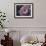 Peony Blush-Assaf Frank-Framed Giclee Print displayed on a wall