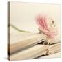 Peony Books Square-Sarah Gardner-Stretched Canvas