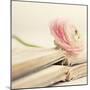 Peony Books Square-Sarah Gardner-Mounted Photographic Print