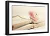 Peony Books-Sarah Gardner-Framed Photographic Print