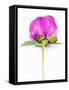 Peony Bud-Barbara Lutterbeck-Framed Stretched Canvas