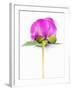 Peony Bud-Barbara Lutterbeck-Framed Photographic Print