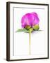 Peony Bud-Barbara Lutterbeck-Framed Photographic Print