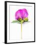 Peony Bud-Barbara Lutterbeck-Framed Photographic Print