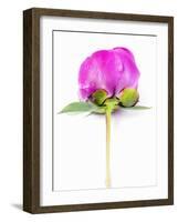 Peony Bud-Barbara Lutterbeck-Framed Photographic Print