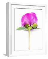 Peony Bud-Barbara Lutterbeck-Framed Photographic Print