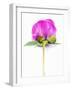 Peony Bud-Barbara Lutterbeck-Framed Photographic Print