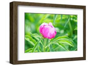 Peony, Close-Up-Alexander Georgiadis-Framed Photographic Print