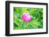 Peony, Close-Up-Alexander Georgiadis-Framed Photographic Print