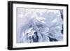 Peony Delight-Moira Hershey-Framed Art Print