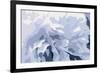 Peony Delight-Moira Hershey-Framed Art Print