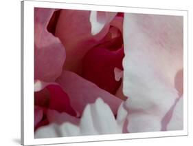 Peony Diptych-Rose Anne Colavito-Stretched Canvas