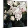 Peony Fancy-Tania Bello-Mounted Giclee Print