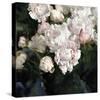 Peony Fancy-Tania Bello-Stretched Canvas