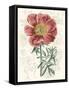 Peony Flower Garden IV-Vision Studio-Framed Stretched Canvas