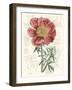 Peony Flower Garden IV-Vision Studio-Framed Art Print