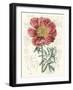 Peony Flower Garden IV-Vision Studio-Framed Art Print