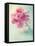 Peony Flower in a Vase-egal-Framed Stretched Canvas