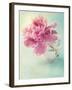 Peony Flower in a Vase-egal-Framed Premium Photographic Print