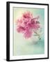 Peony Flower in a Vase-egal-Framed Premium Photographic Print