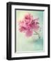 Peony Flower in a Vase-egal-Framed Photographic Print