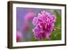 Peony Flower-Cora Niele-Framed Giclee Print