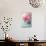 Peony Flowers in a Vase-egal-Stretched Canvas displayed on a wall