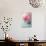 Peony Flowers in a Vase-egal-Photographic Print displayed on a wall