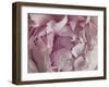 Peony Focus-Assaf Frank-Framed Giclee Print