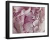 Peony Focus-Assaf Frank-Framed Giclee Print