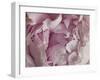 Peony Focus-Assaf Frank-Framed Giclee Print