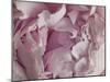 Peony Focus-Assaf Frank-Mounted Giclee Print