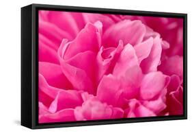 Peony Fragrance-Philippe Sainte-Laudy-Framed Stretched Canvas