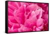 Peony Fragrance-Philippe Sainte-Laudy-Framed Stretched Canvas