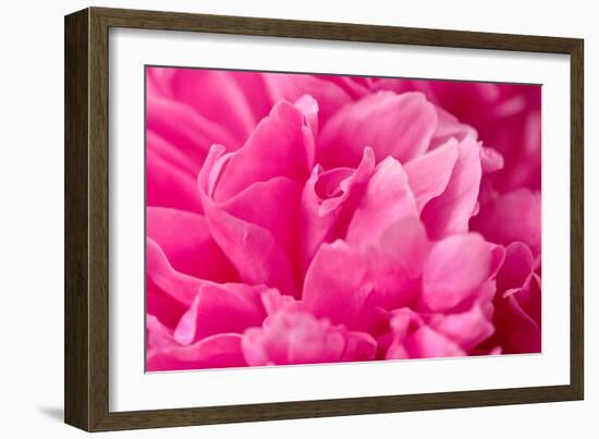 Peony Fragrance-Philippe Sainte-Laudy-Framed Premium Photographic Print