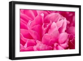 Peony Fragrance-Philippe Sainte-Laudy-Framed Premium Photographic Print